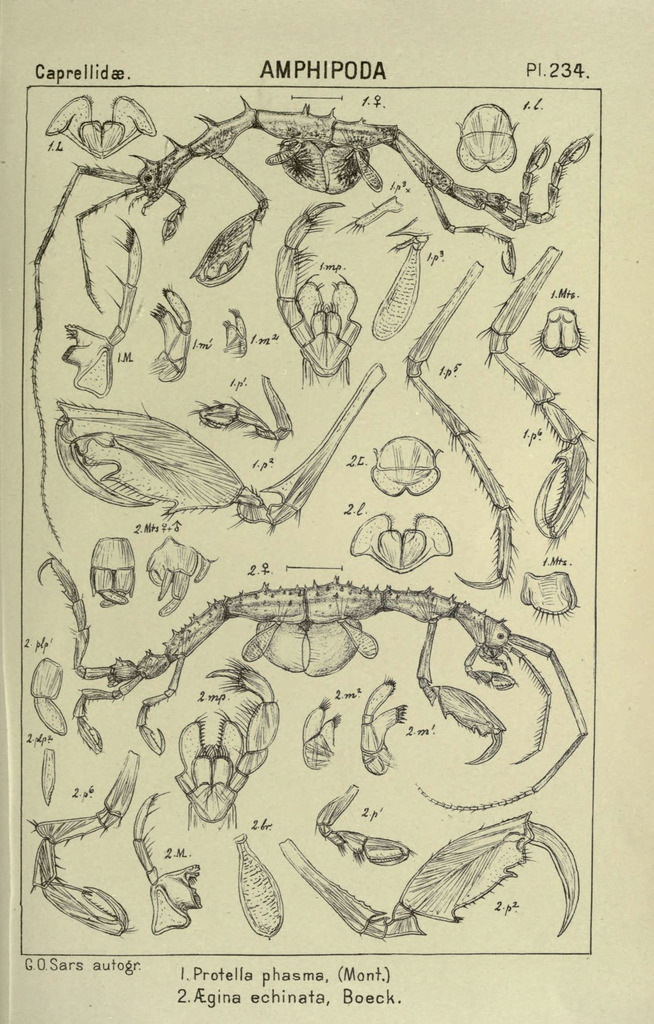Protella