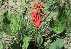 Erythrina zeyheri