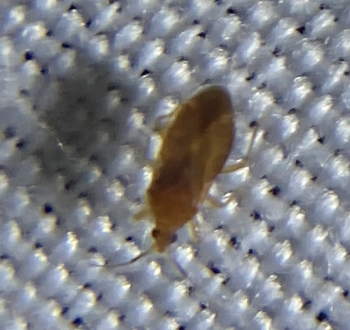 Pale Pirate Bug photo 5
