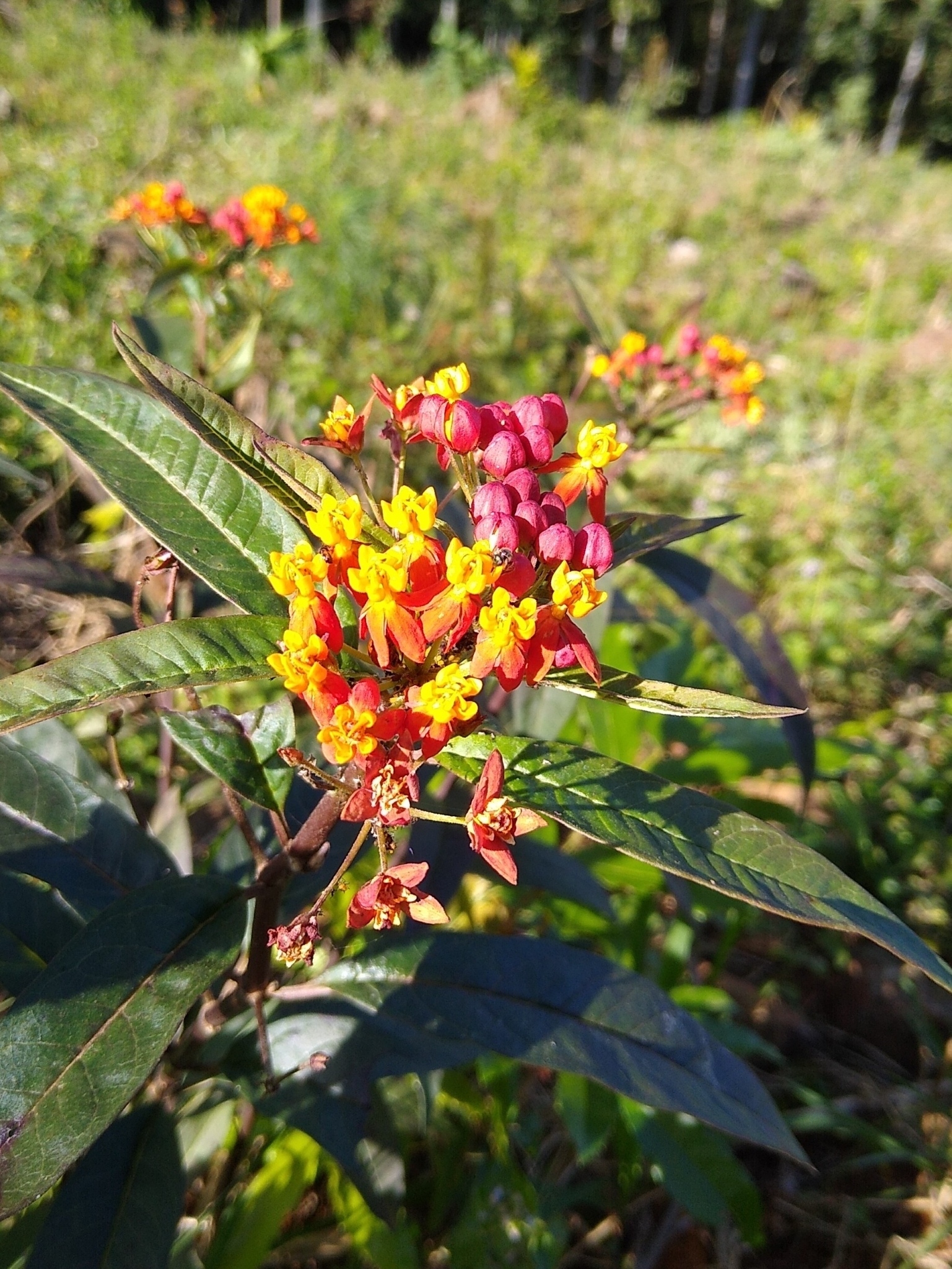 Asclepias curassavica