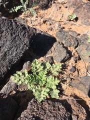 Hedosyne ambrosiifolia