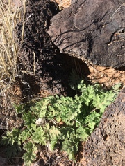 Hedosyne ambrosiifolia