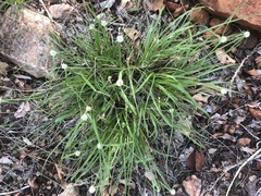 Cyperus cristatus