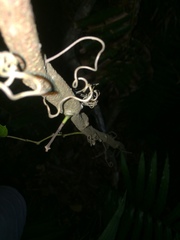 Rhoicissus rhomboidea