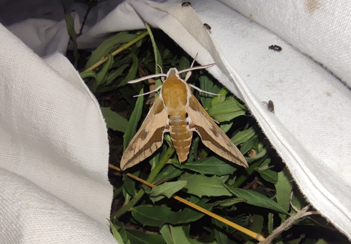 Hyles euphorbiae