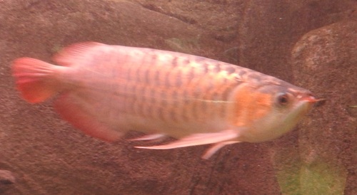 Scleropages formosus