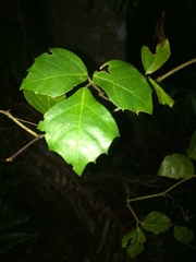 Rhoicissus rhomboidea