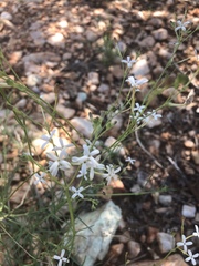 Kohautia caespitosa brachyloba