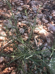 Kohautia caespitosa brachyloba