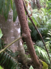 Rhoicissus rhomboidea