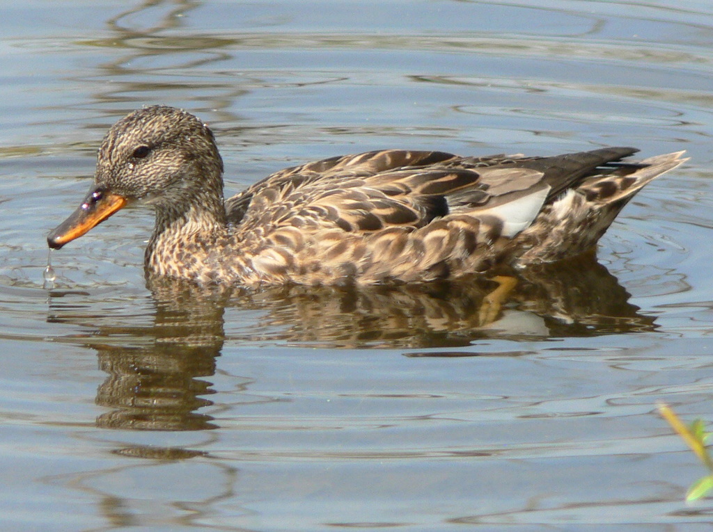 Foto de Gadwall