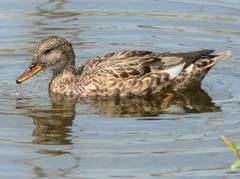 Gadwall photo 6