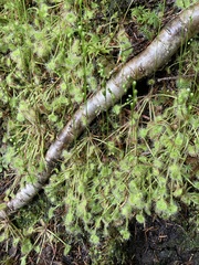Drosera rotundifolia image
