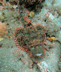 Scorpaenopsis oxycephalus