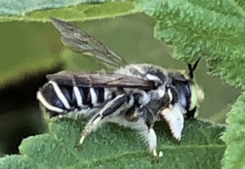 Megachile sidalceae
