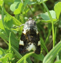 Acontia