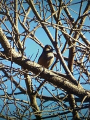 Leptasthenura aegithaloides