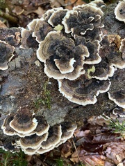 Trametes versicolor image