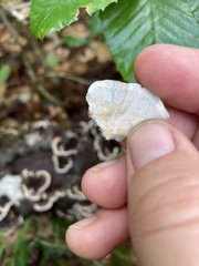 Trametes versicolor image