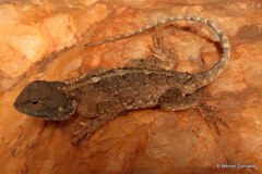 Agama armata
