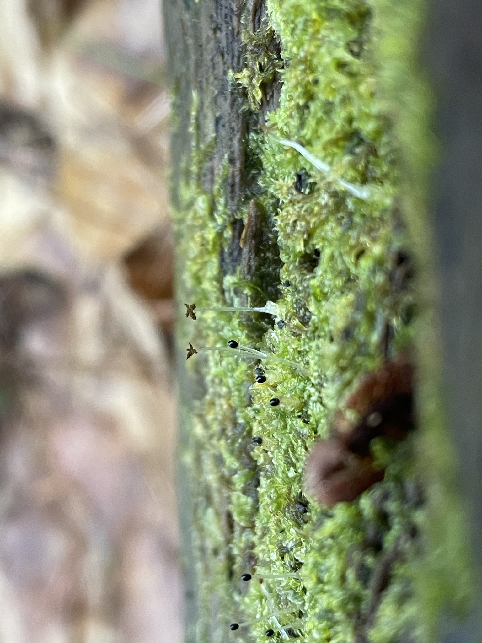 Lophocolea concreta
