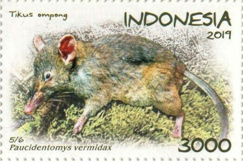 Few-toothed Mouse (Paucidentomys vermidax) — Near Threatened Mammalia
