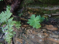 Aconitum noveboracense