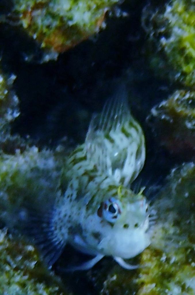 Blue-dashed rockskipper