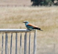 Coracias garrulus garrulus