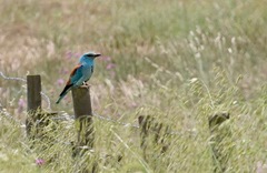 Coracias garrulus garrulus
