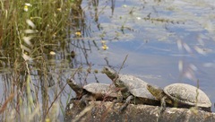 Emys orbicularis occidentalis