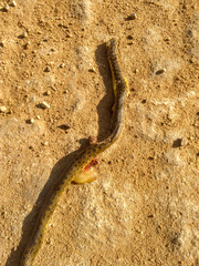 Atractus
