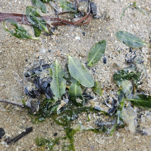 Seagrass (Halophila ovalis)