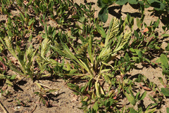 Sclerochloa dura