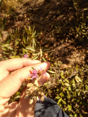 Lepidaploa karstenii