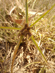 Cyperus aggregatus