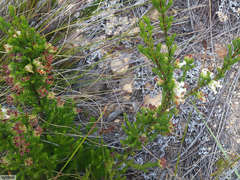 Erica denticulata