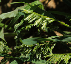 Sclerochloa dura