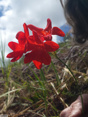 Gladiolus nerineoides