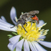 Davis's Cuckoo Sweat Bee - Photo (c) Heather Holm, some rights reserved (CC BY-NC), uploaded by Heather Holm
