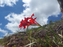 Gladiolus nerineoides