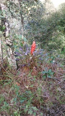 Tillandsia ponderosa