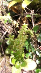 Peperomia microphylla