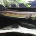 Emperor Snakehead - Photo (c) Karim Haddad, some rights reserved (CC BY), uploaded by Karim Haddad