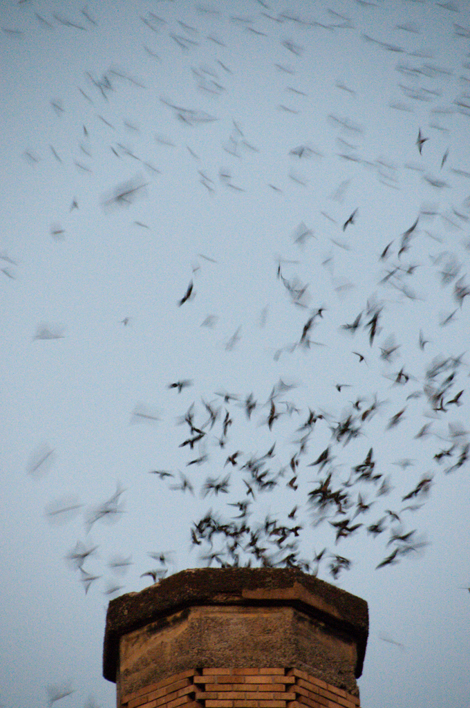 Vaux's Swift (Vaux's)