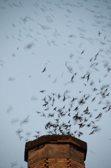 Vaux's Swift photo 6