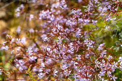 Prismatocarpus diffusus