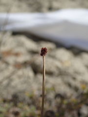 Dermacentor albipictus