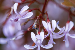 Prismatocarpus diffusus