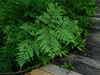 Tailed Bracken Fern - Photo (c) Michael J. Papay, some rights reserved (CC BY), uploaded by Michael J. Papay